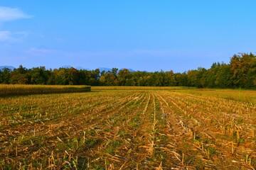 Obraz premium Harvested corn field at Sorsko Polje in Gorenjska, Slovenia