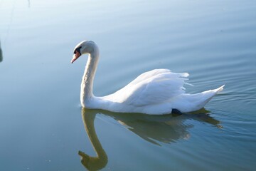 Beautiful white swan in the lake