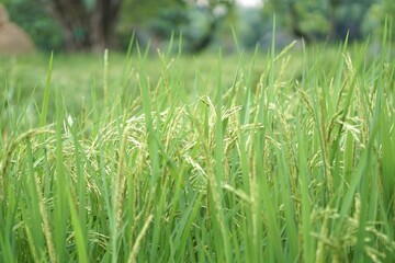 Green rice field