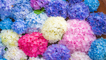 紫陽花