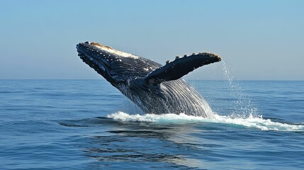 Fototapeta premium Humpback whale breaching the ocean surface.