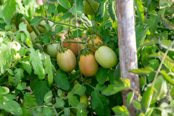 fresh tomato plants in the garden, Green tomatoes growing in Farm, organic vegetable