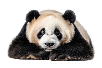 Fototapeta premium close up of panda on transparent background