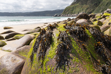 Algae on round rocks © Néstor MN