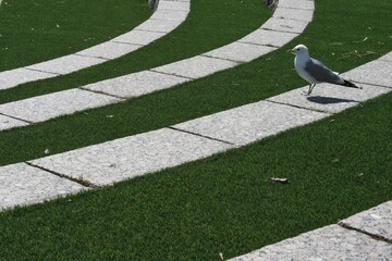 Seagull on the lawn