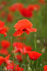 Naklejka premium Klatschmohn