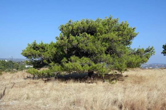 Pinie auf Rhodos