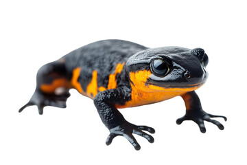 toad isolated on transparent background