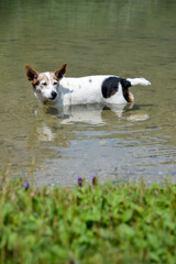 Sleepy Jack Russell Cooling Off in Crystal Clear Lake during hot summer day
