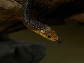 A snake is coiled tightly on a branch, its scales reflecting the soft light. The surrounding leaves and the natural coloring help it to remain concealed.