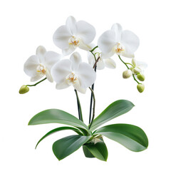 A cluster of elegant white orchids with green leaves, symbolizing beauty and grace.