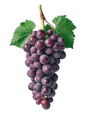 Obraz premium A single, perfectly formed bunch of deep purple grapes with vibrant green leaves, showcasing the natural beauty and freshness of the fruit