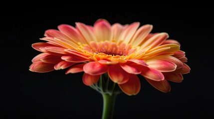 Close up shot of a lovely gerbera bloom