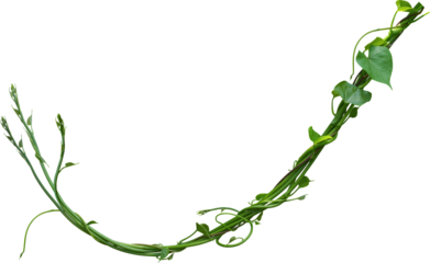 vine plant nature for decoration design.