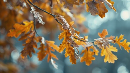 Obraz premium Close Up View of Blurry Oak Leaves