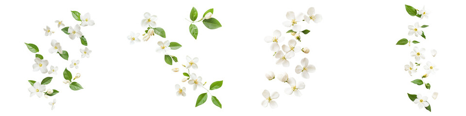 Fototapeta premium Set of blooming white jasmine flowers with green leaves on transparent background, ideal for floral compositions and decorative designs.