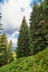 Hiking path in a green, coniferous forest. Beautiful, summer forest landscape in the Ukrainian Carpathians.