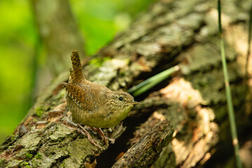 Obraz premium A wren bird on a tree trunk