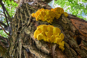 Edible mushroom Laetiporus sulphureus commonly known as crab of woods, sulphur polypore or Chicken...