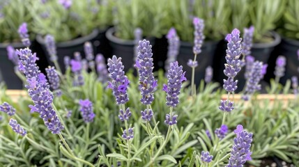 Close view of lavender in bloom