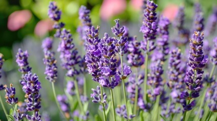Close view of lavender in bloom
