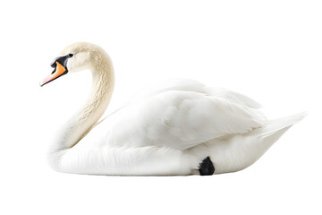 mute swan cygnus olor on transparent background