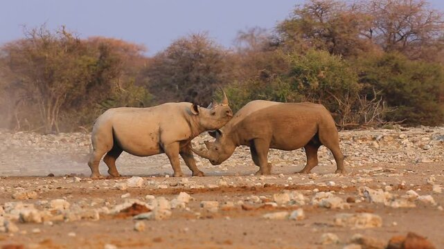 Black rhinoceros (Diceros bicornis); two bulls fighting