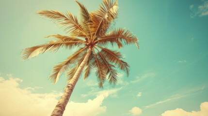 Coconut tree against the sky Summer travel tropical nature vintage backdrop depicting a vacation