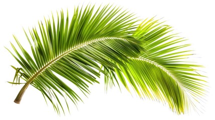 Obraz premium Coconut tree leaves isolated on white background with clipping path