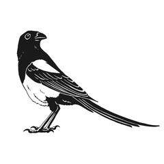 Magpie, bird. Hand drawn vector illustration on white background