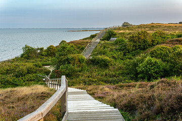 Obraz premium Wooden pathway through a heather landscape near Braderup on the island Sylt.