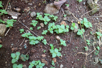 Several shoots of plants with fresh green leaves on dark brown soil