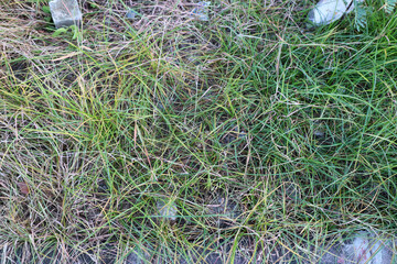 Long green grass with some dry and some trash, photographed during the day