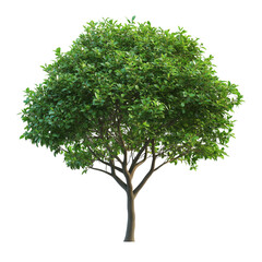 Obraz premium A vibrant tree with lush green leaves standing tall under a clear blue sky in springtime tranquility