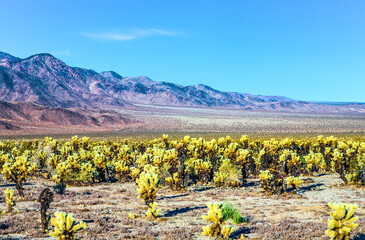 beautiful Cholla Cactus Garden in Joshua Treer national park in afternoon sun