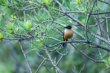 The rufous sibia 