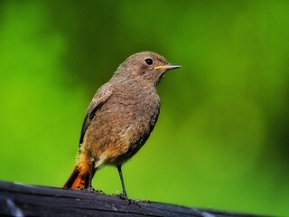 Black Redstart (Phoenicurus ochruros)
czechia,female Comon Redstart, cute bird, close up