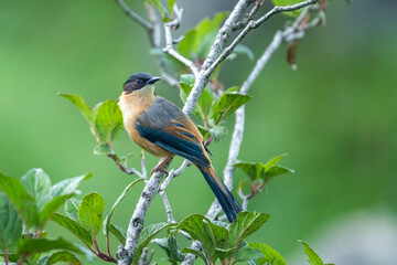 The rufous sibia 