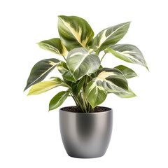 A decorative potted plant with variegated leaves in a modern pot.