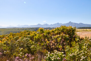 Eine Reise durch Südafrika. Unterwegs im Tsitsikamma Nationalpark.