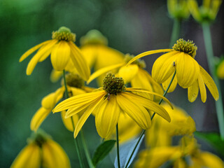 Rudbeckia hirta, black-eyed Susan,