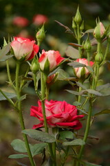 Fototapeta premium Bush of variegated white-pink roses in the garden in spring
