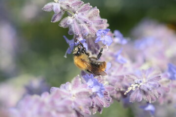 A bee collects nectar on the bushes flowers of salvia yangii (perovskia pamirica), family Lamiaceae