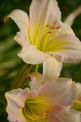 Obraz premium Beautiful white pink lily with a yellow outline close -up 