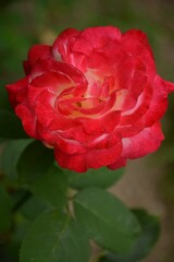 Beautiful varietal red pink rose flower with white and yellow petals