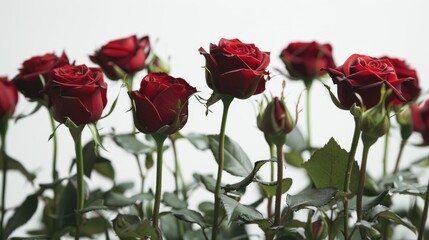 Fototapeta premium Concept of love romance and gift represented by focused red roses on white backdrop