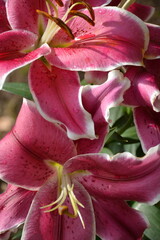 Fototapeta premium Beautiful varietal lily with dark petals with white edging