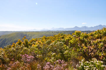 Eine Reise durch Südafrika. Unterwegs im Tsitsikamma Nationalpark.