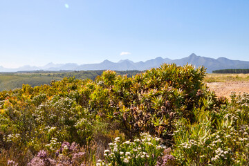 Eine Reise durch Südafrika. Unterwegs im Tsitsikamma Nationalpark.