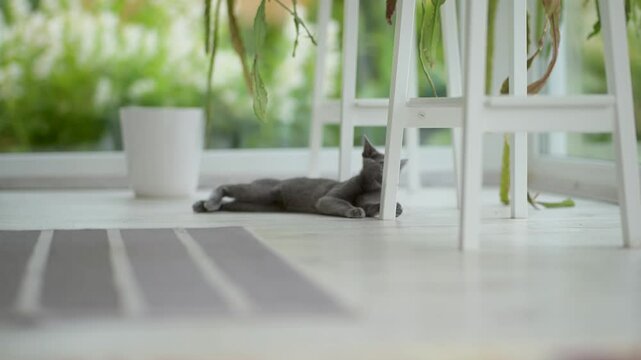Young playful Russian Blue kitten playing around by the window, getting the zoomies. Gorgeous blue-gray cat with green eyes. Family pet at home.